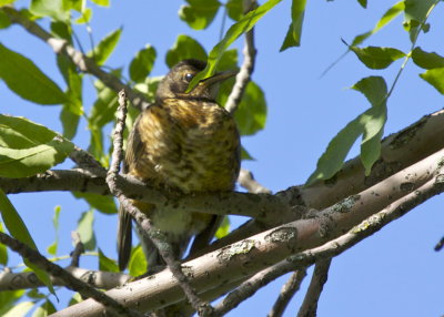 Swainson's Thrush