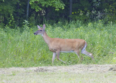 White-tailed Deer