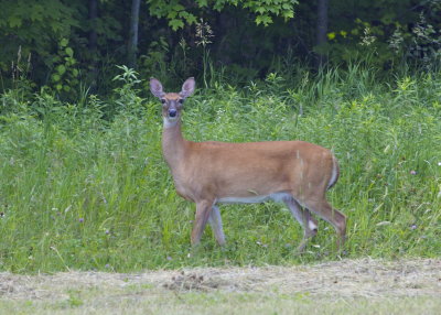 White-tailed Deer