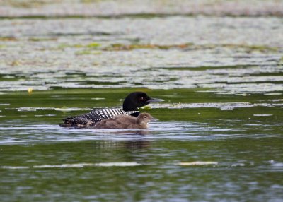 Common Loon