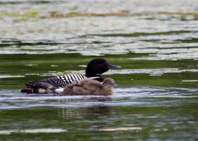 Common Loon
