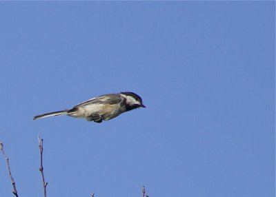 Black-capped Chickadee