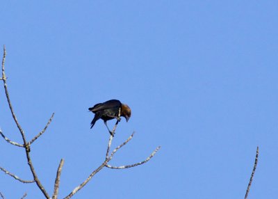 Brown-headed Cowbird