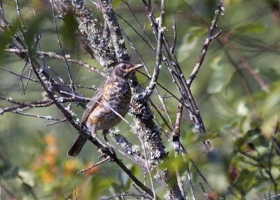 American Robin (juvenile)