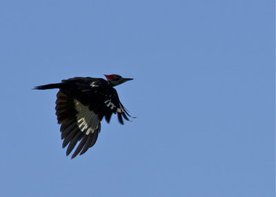 Pileated Woodpecker