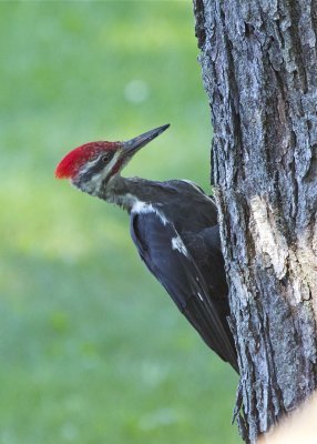 Pileated Woodpecker