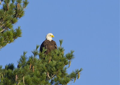 Bald Eagle