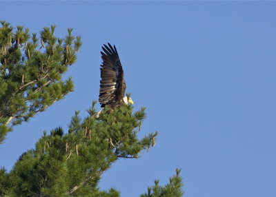 Bald Eagle