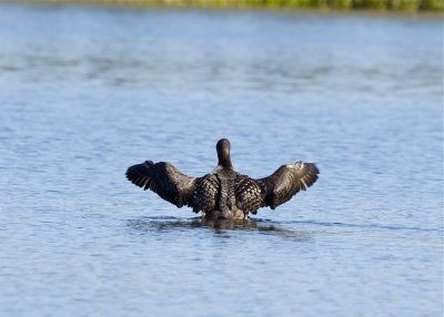 Common Loon