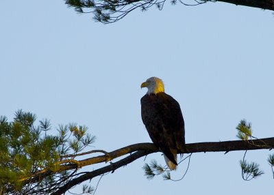 Bald Eagle