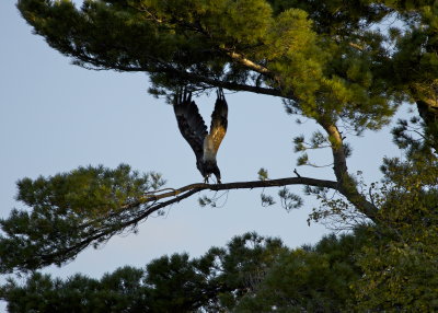 Bald Eagle