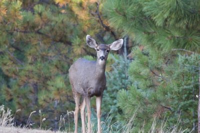 Mule Deer