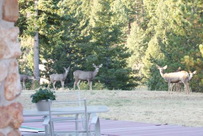 Mule Deer