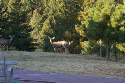 Mule Deer