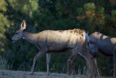 Mule Deer