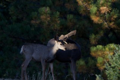 Mule Deer