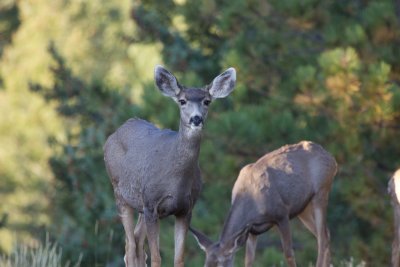 Mule Deer