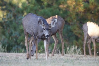 Mule Deer