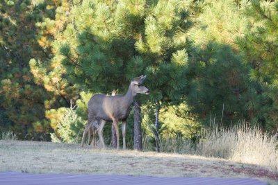 Mule Deer