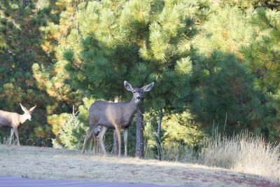 Mule Deer