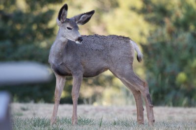 Mule Deer