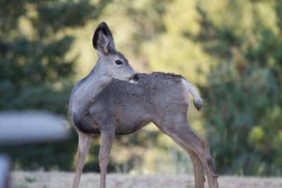 Mule Deer