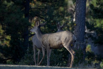 Mule Deer