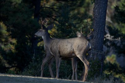 Mule Deer