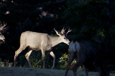 Mule Deer