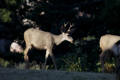 Mule Deer