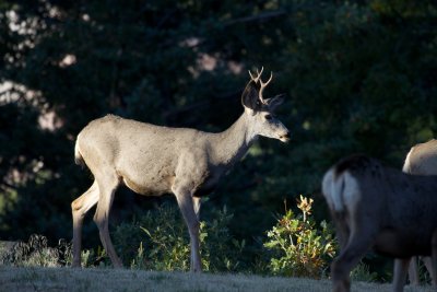 Mule Deer