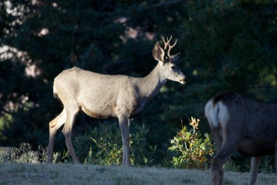 Mule Deer