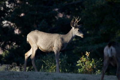 Mule Deer