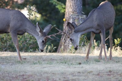 Mule Deer