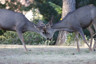 Mule Deer