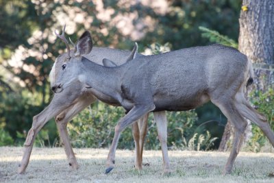 Mule Deer