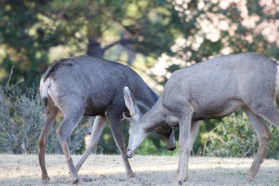 Mule Deer