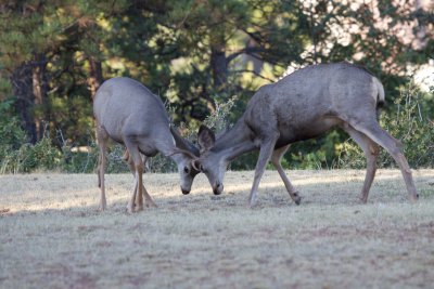 Mule Deer