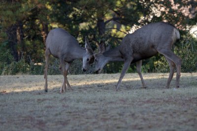 Mule Deer