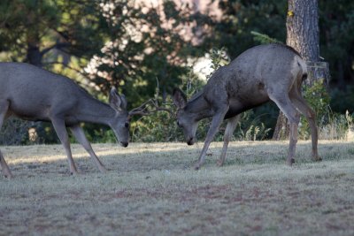 Mule Deer