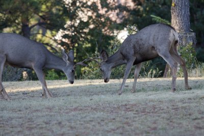 Mule Deer