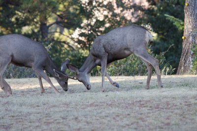 Mule Deer