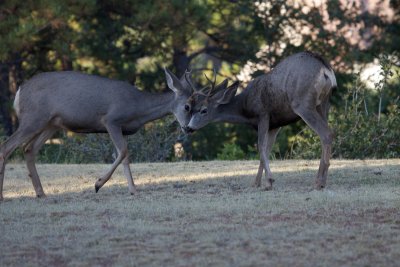 Mule Deer