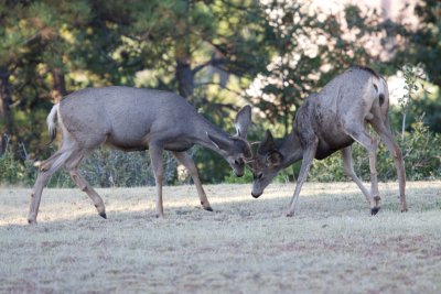 Mule Deer