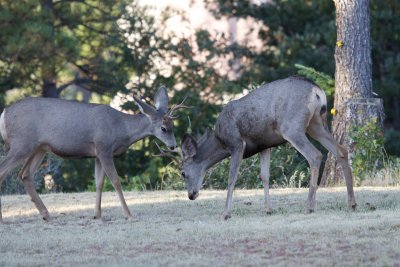 Mule Deer