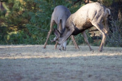 Mule Deer