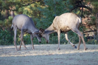 Mule Deer