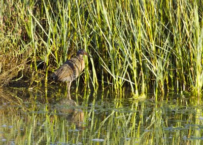 Ridgway's Rail