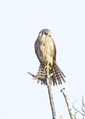 American Kistrel