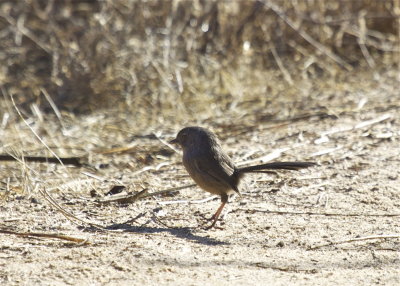 Wrentit